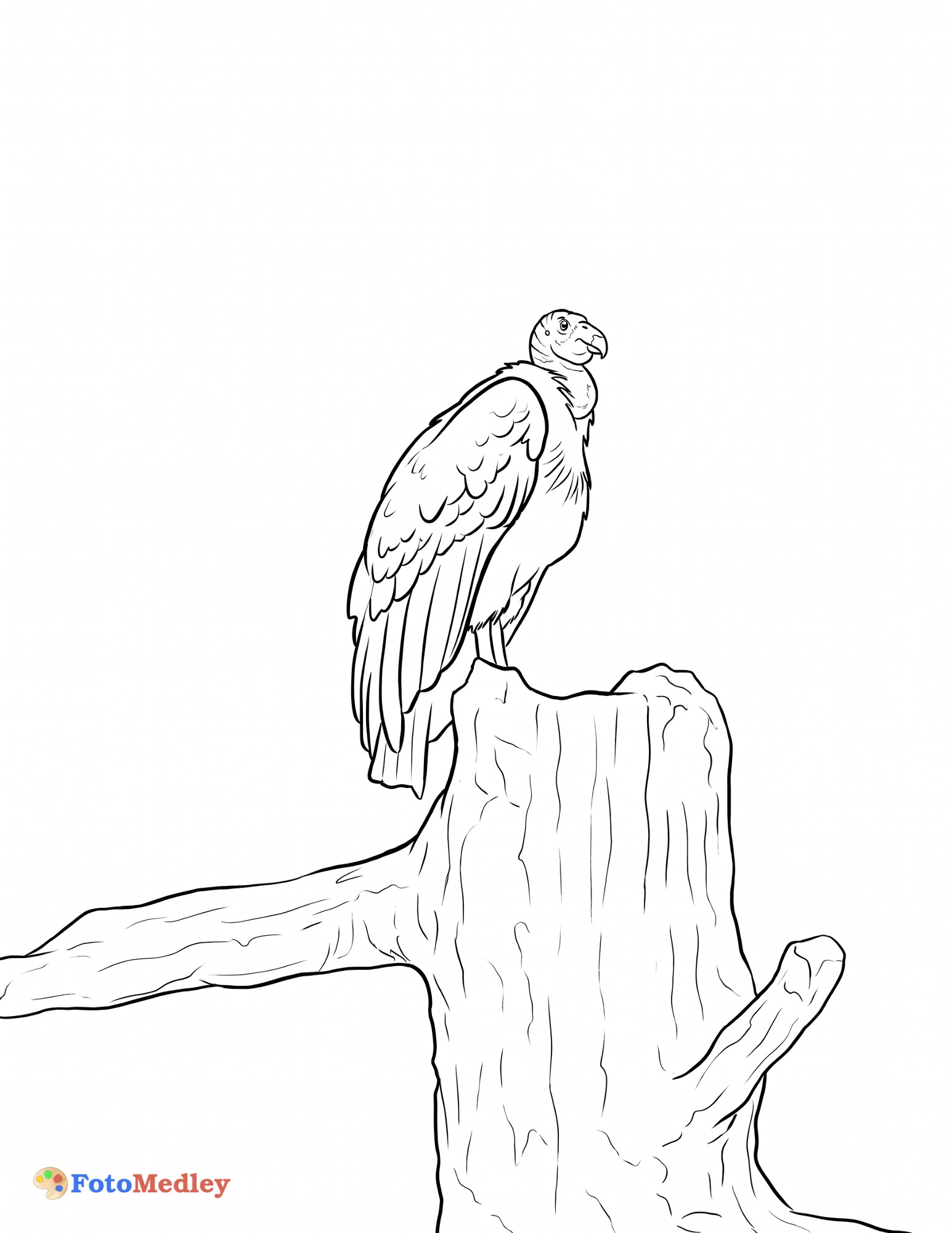 カリフォルニア・コンドルの塗り絵ページ