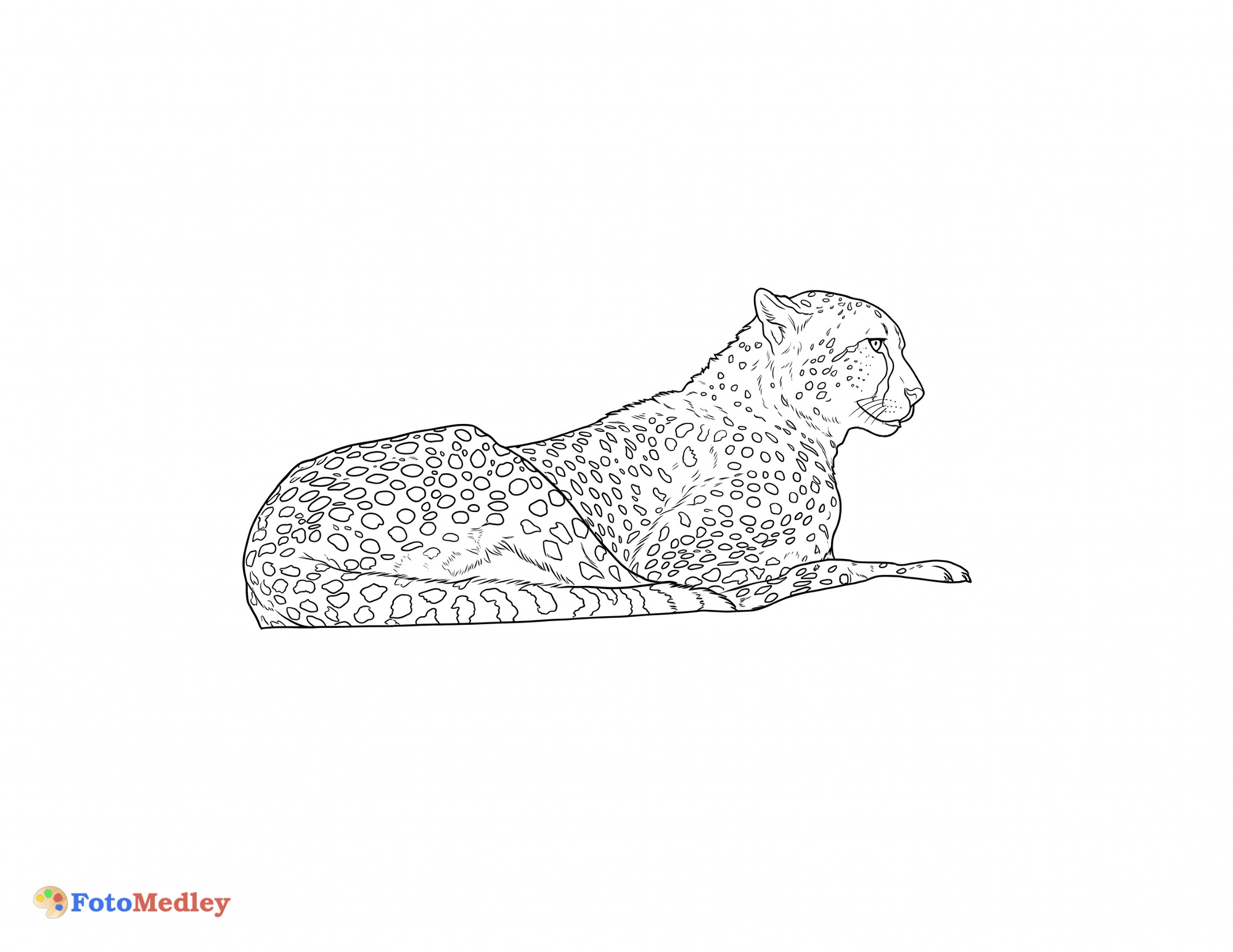 チーターの塗り絵ページ