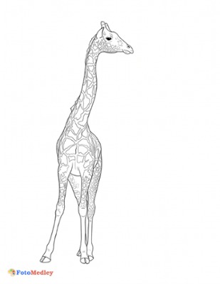 Página de Colorir de Girafa