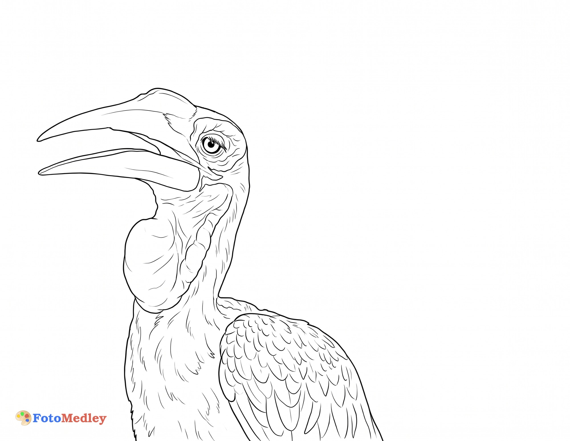 Halaman Pewarnaan Hornbill
