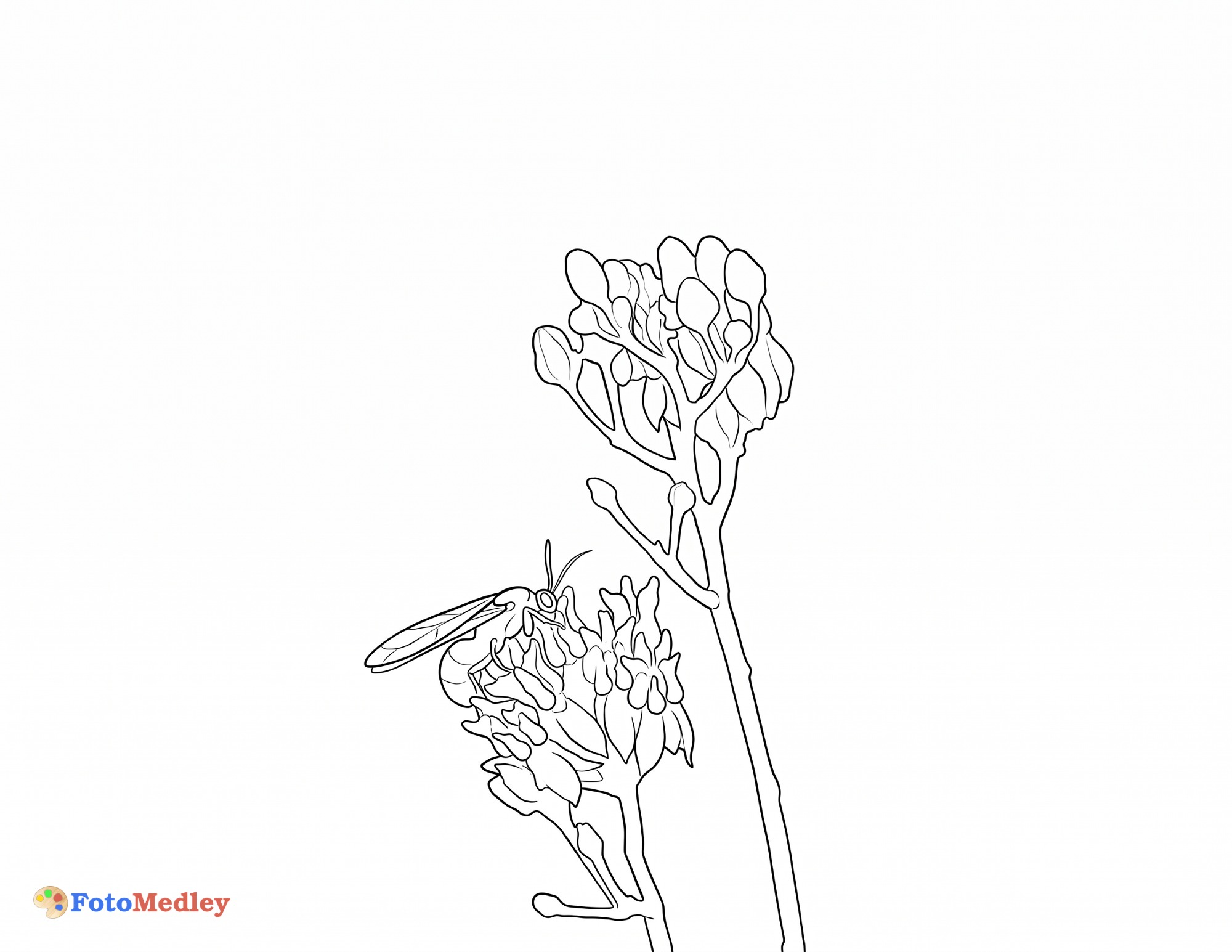 Tarantula Hawk Coloring Page