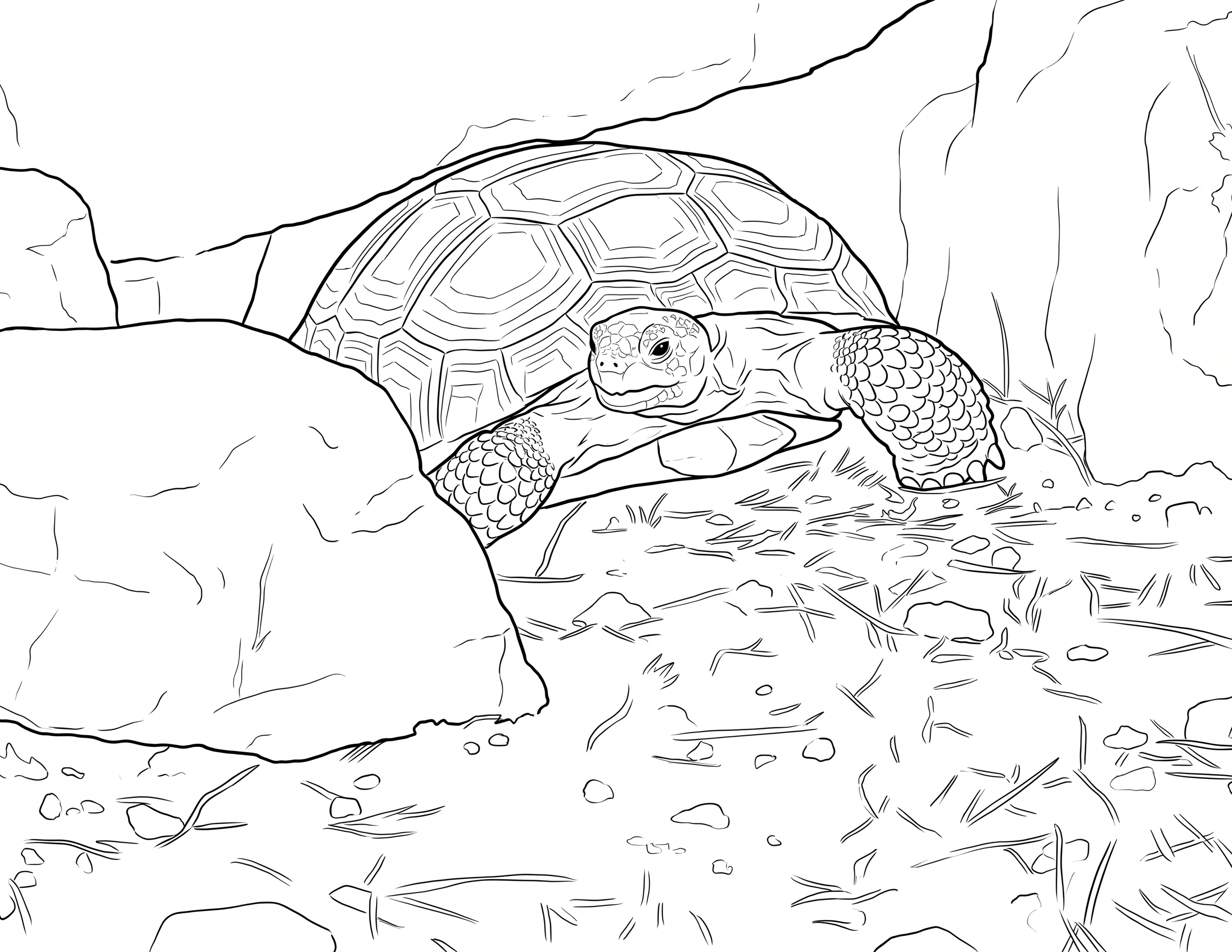 砂漠のリクガメ