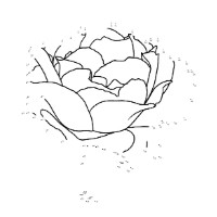 꽃 선 그림