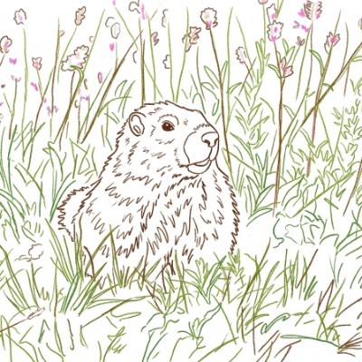 Marmotta tra i fiori selvatici