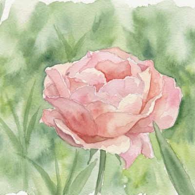 Gartenrose