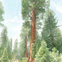 Waldtextur Und Höhe