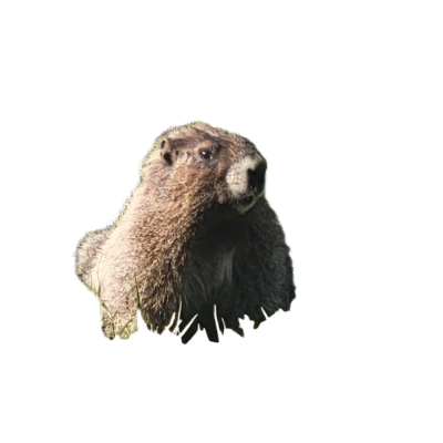 Découpe faune de marmotte
