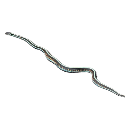 Isolation de la forme de serpent