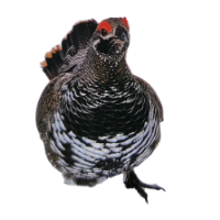 La faune reste reconnaissable