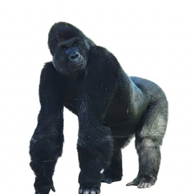 Ritratto di Gorilla