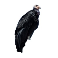 Siluette Animali Si Distinguono