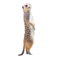 La Piccola Fauna Diventa Chiara