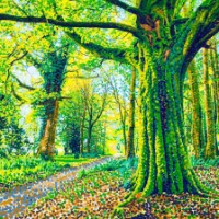 Sentieri nel Bosco si Trasformano in Punti