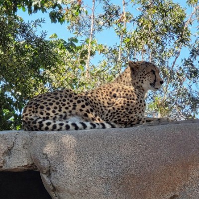 guépard sur rocher