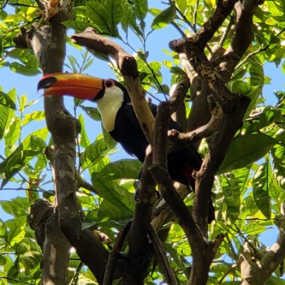 Toucan dans les feuilles