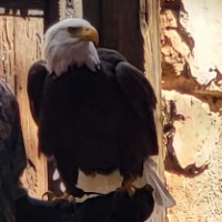 Rinforza i dettagli dell’animale