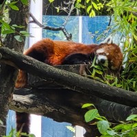 Metti in risalto pelo e foliage